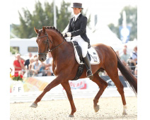 Damon Jerome H, Rheinländer Hengst v. Damon Hill - Guy Laroche ist mit Uta Gräf für die WM der jungen Dressurpferde nominiert.